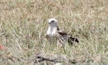 Image de Circaetus gallicus gallicus (Gmelin & JF 1788)