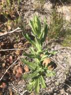 Image of Poisonous ragwort