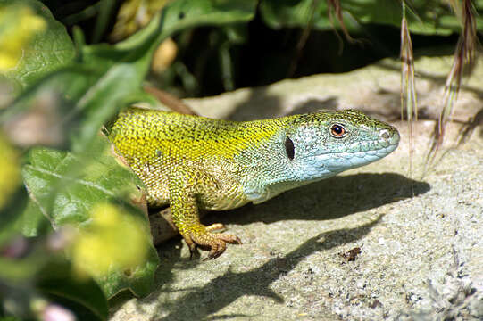 Image of Lacerta citrovittata