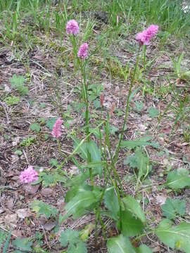 Image of Bistorta officinalis subsp. carnea (C. Koch) Sojak.