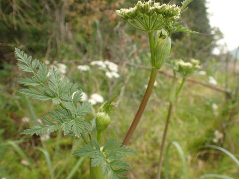 Image of Chinese Hemlock-Parsley