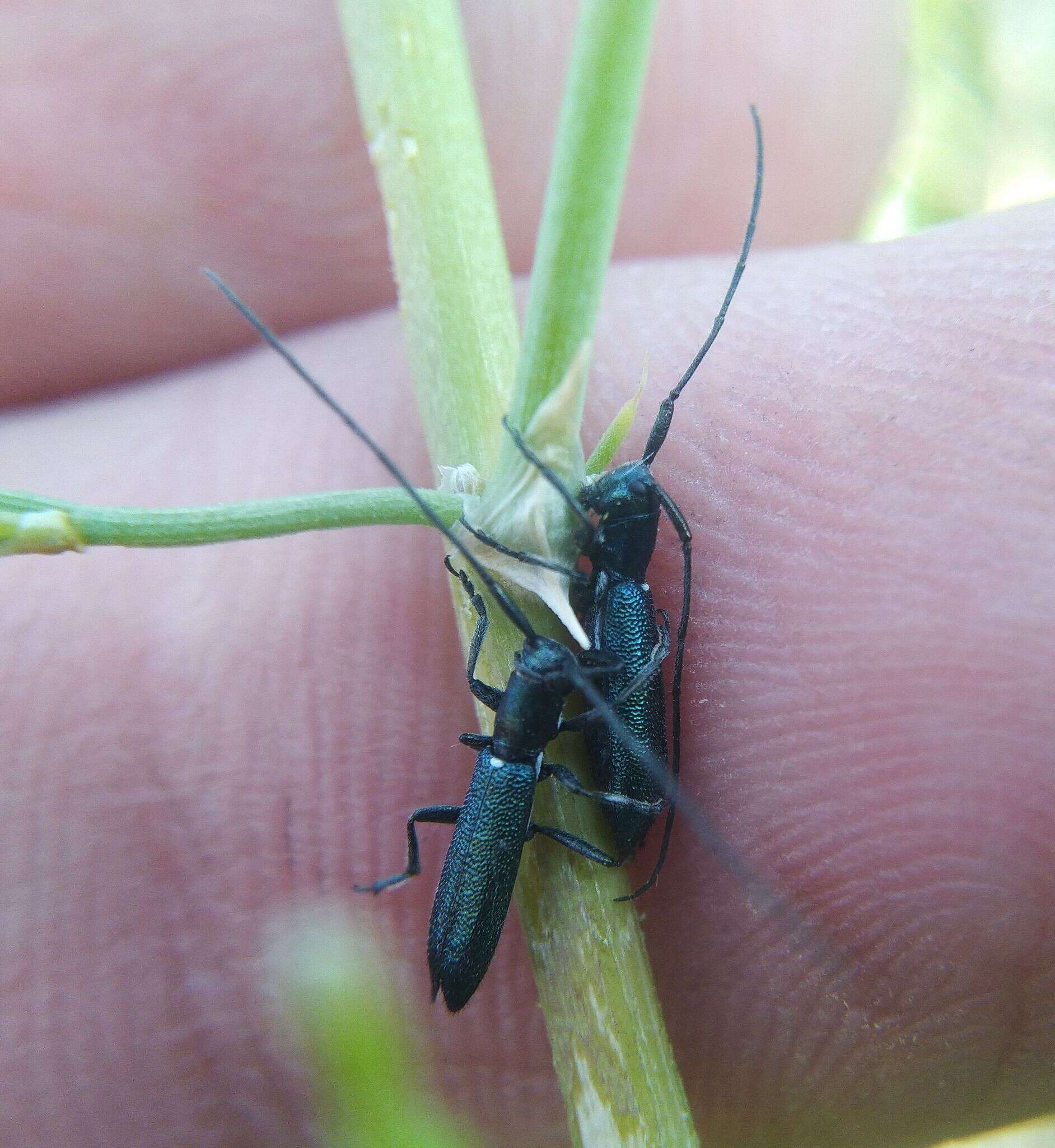 Sivun Agapanthiola leucaspis (Steven 1817) kuva