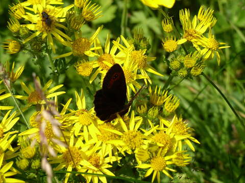 Image de moiré sylvicole