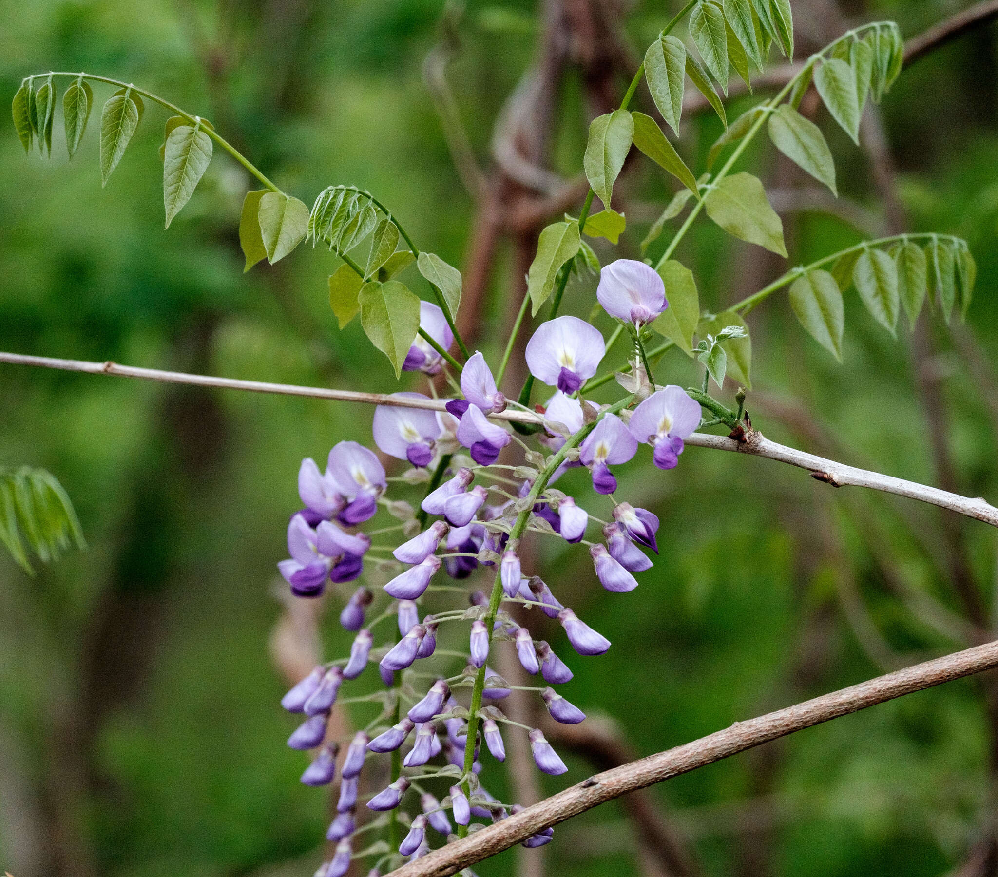 Wisteria Nutt.的圖片