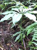 Arisaema taiwanense var. taiwanense的圖片