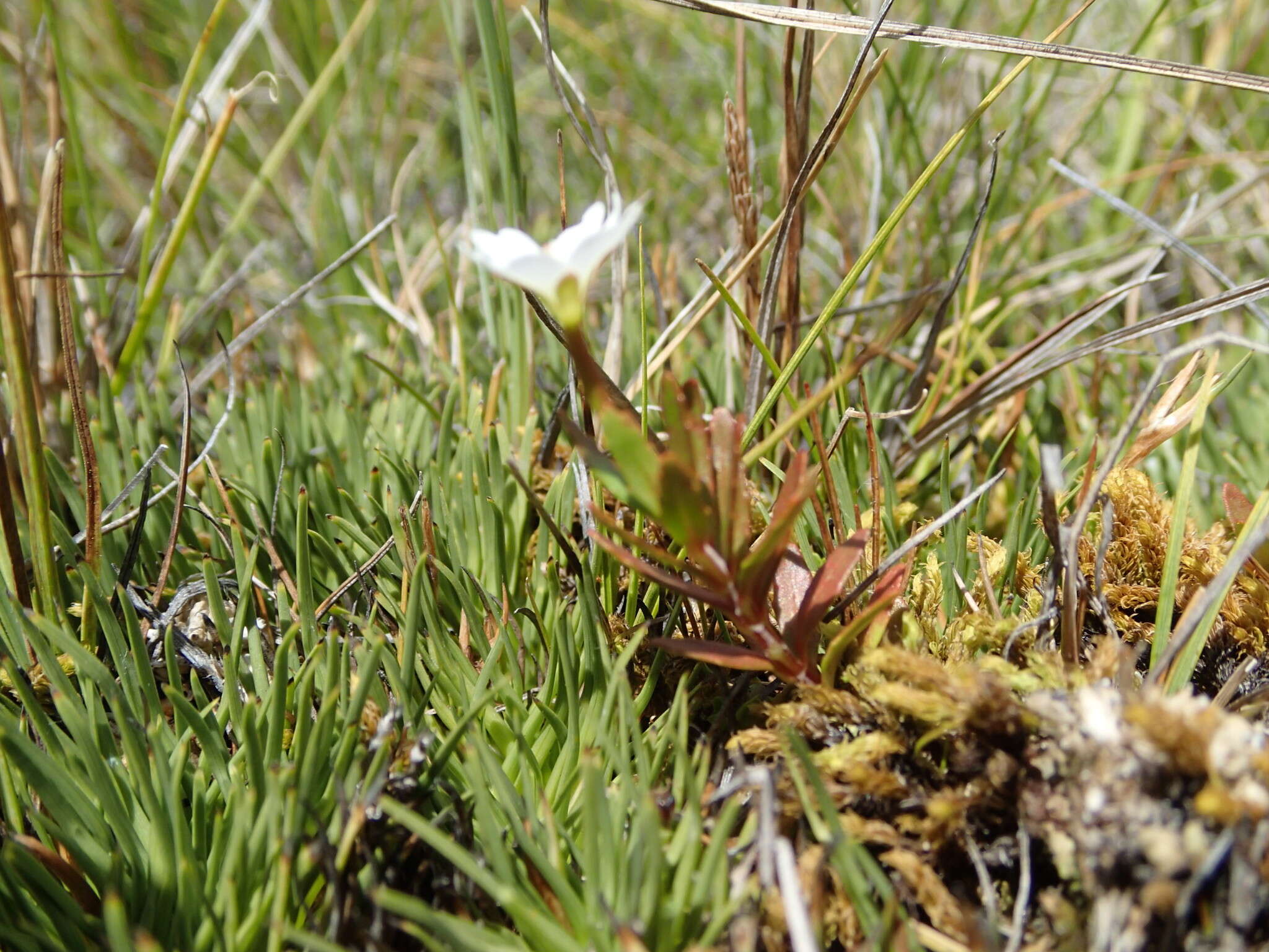 Image of Epilobium alsinoides subsp. tenuipes (Hook. fil.) Raven & Engelhorn