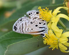 Image of African babul blue