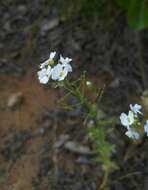 Image de Dontostemon pinnatifidus (Willd.) Al-Shehbaz & H. Ohba