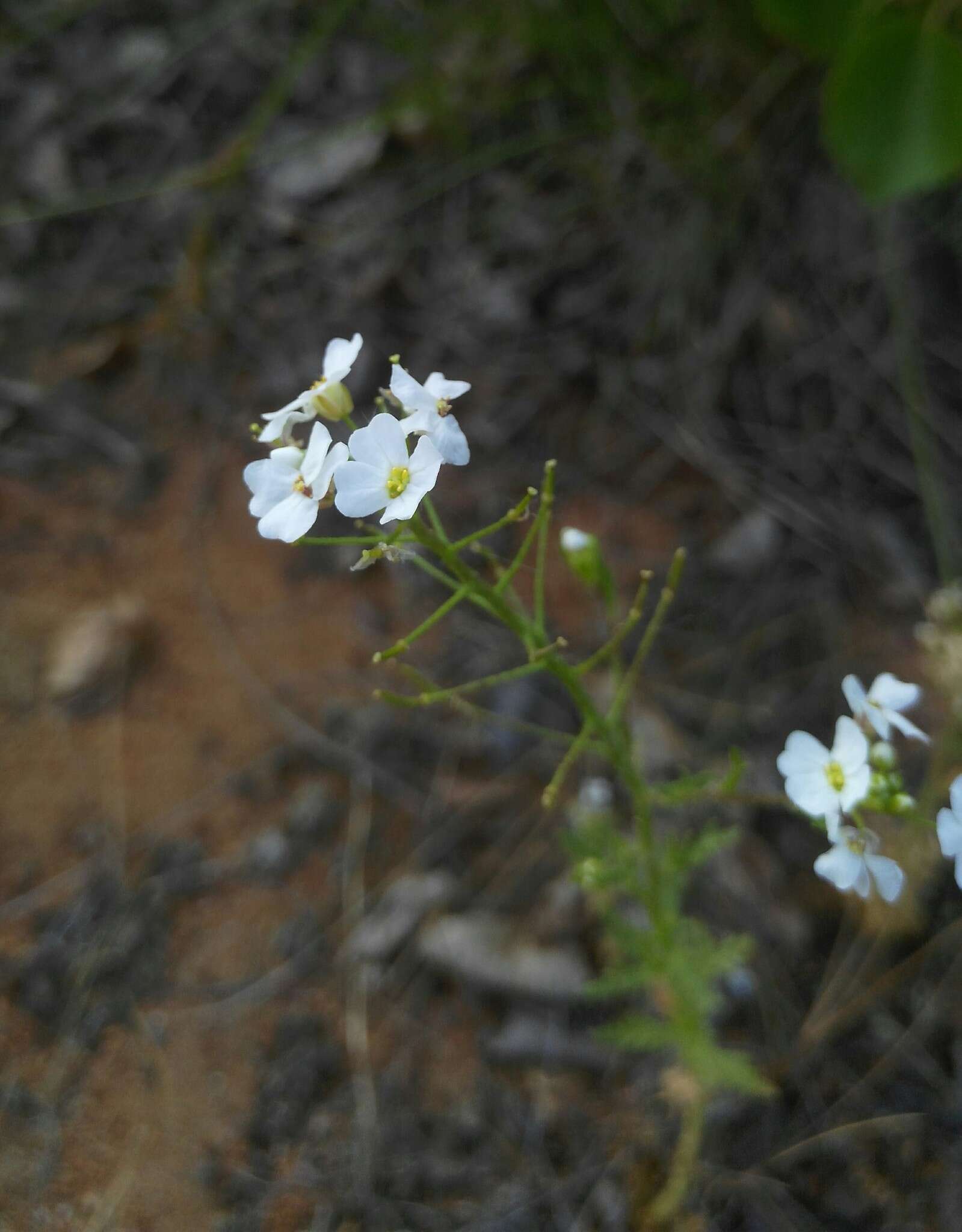 Imagem de Dontostemon pinnatifidus (Willd.) Al-Shehbaz & H. Ohba