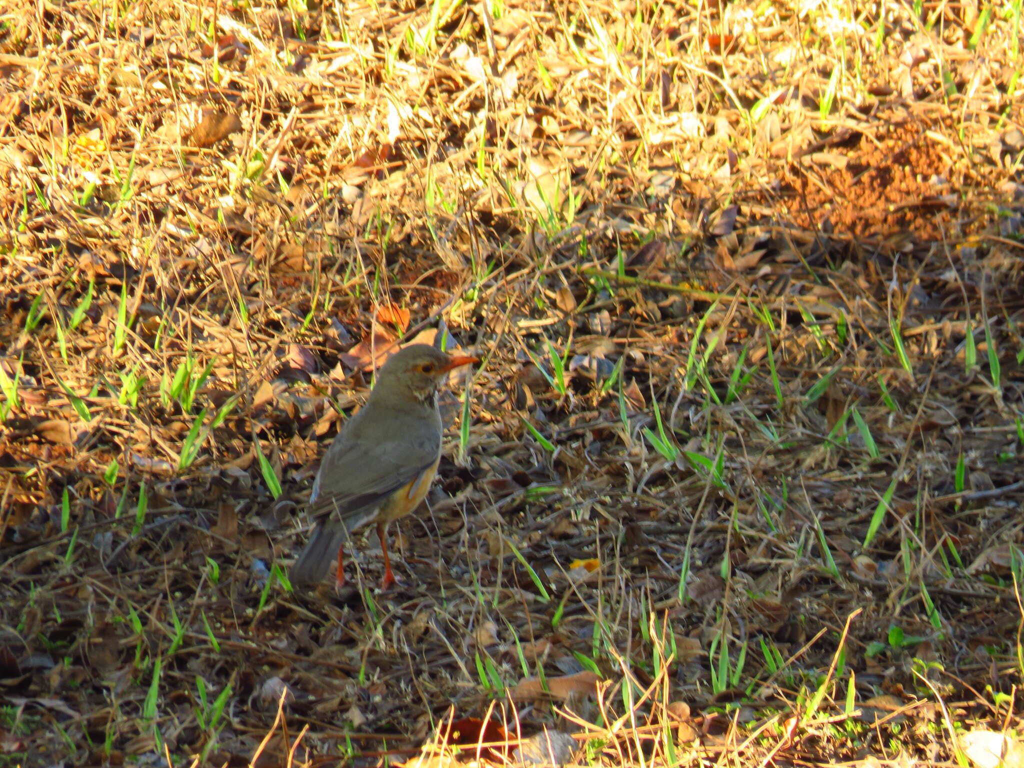 Turdus libonyana peripheris Clancey 1952的圖片