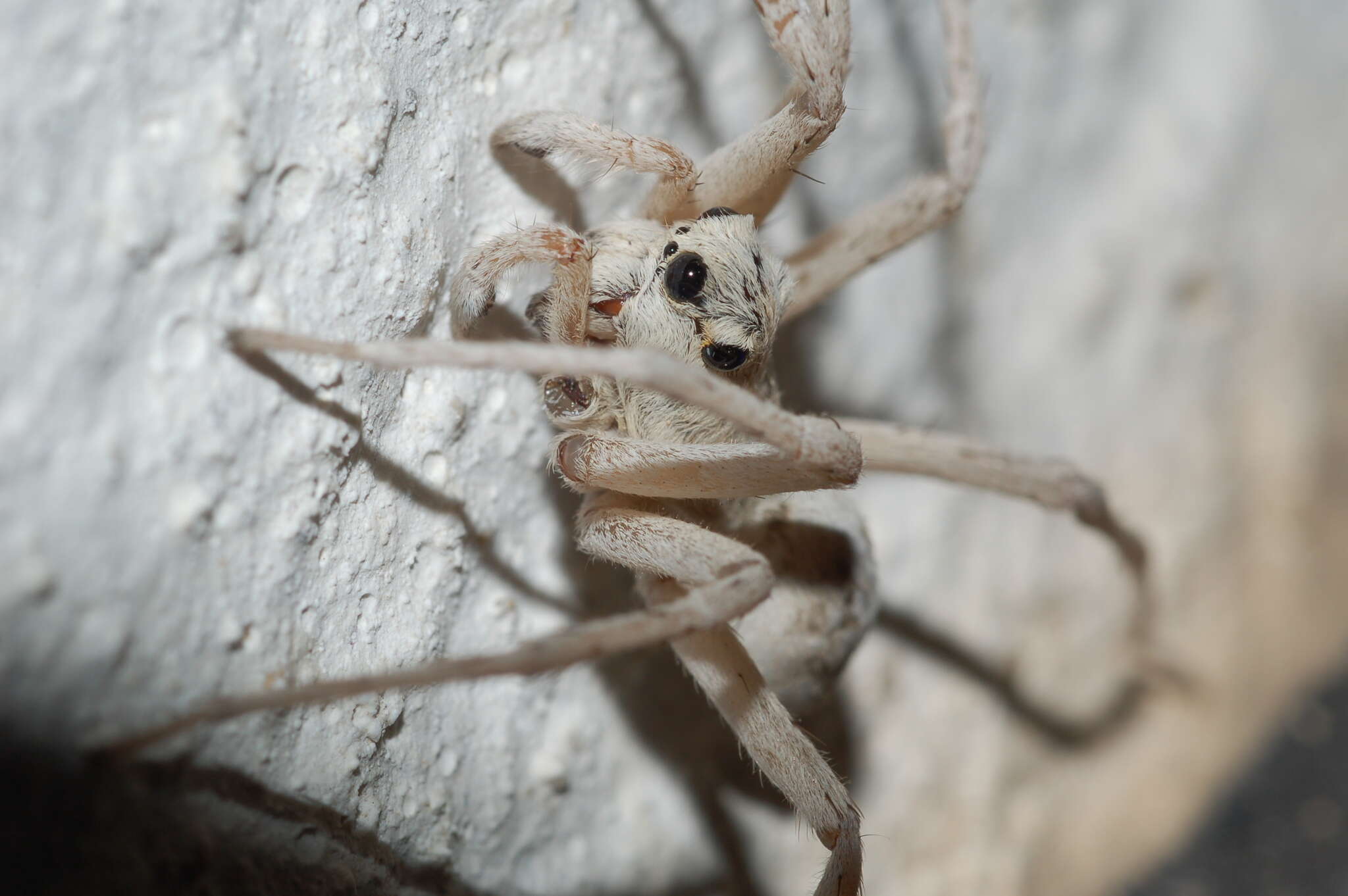 Image of Oculicosa supermirabilis Zyuzin 1993