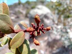 Image of Asteropeia densiflora Baker