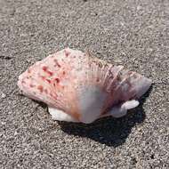 Image of scarlet thorny oyster