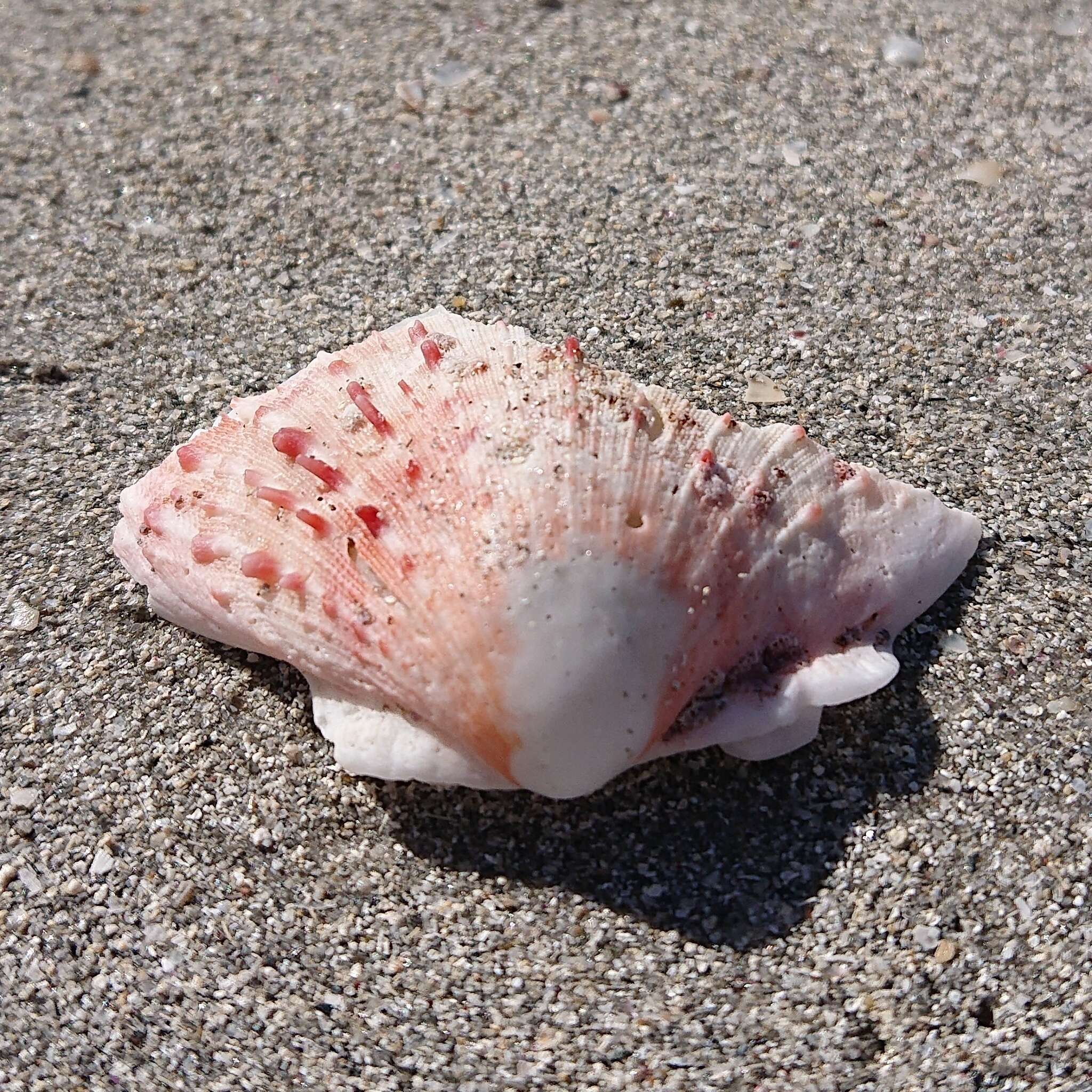 Image of scarlet thorny oyster