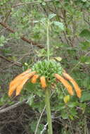 Sivun Leonotis ocymifolia (Burm. fil.) Iwarsson kuva