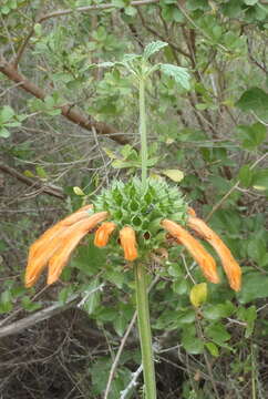 Image of Broadleaf leonotis