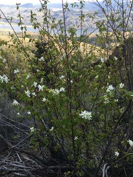 Image of Cusick's Service-Berry