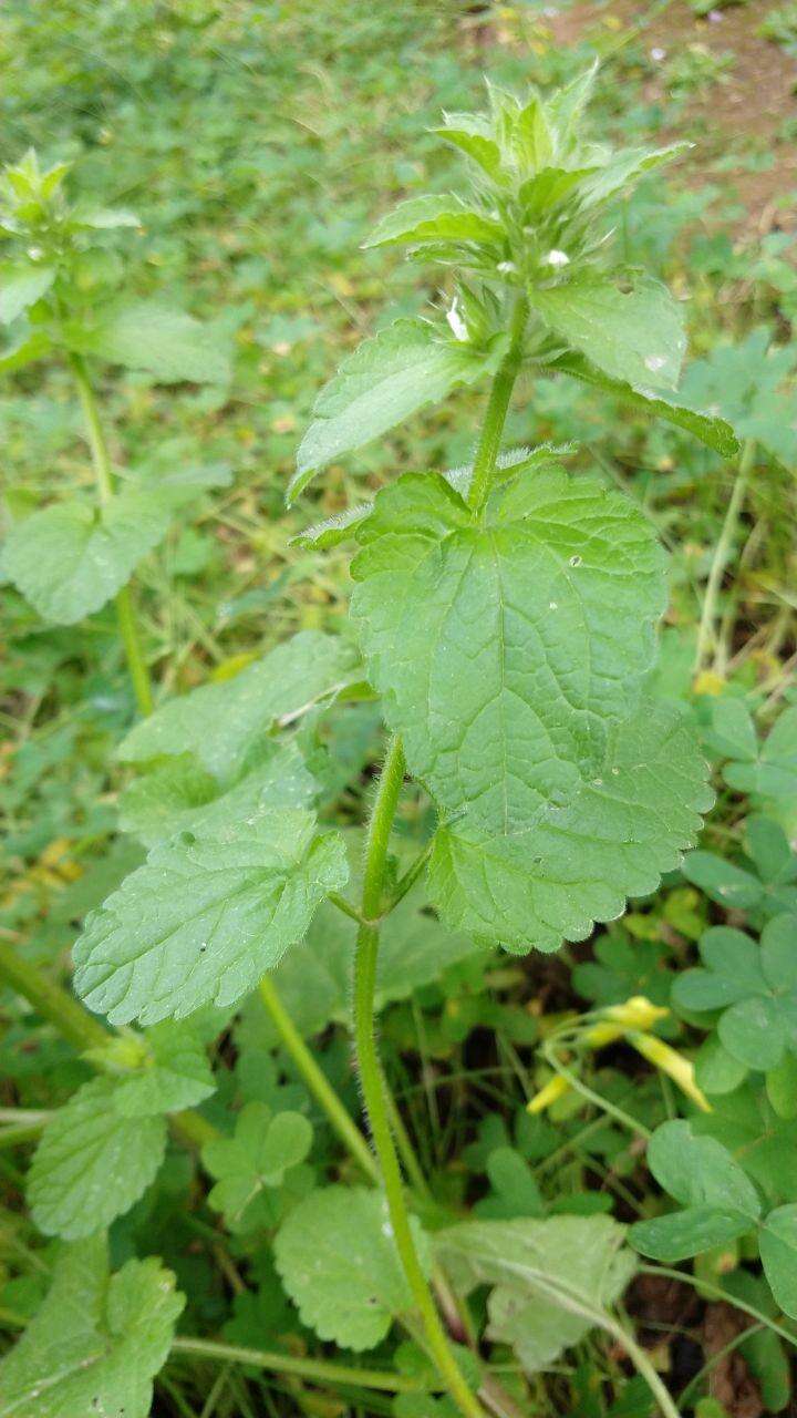 Слика од Stachys ocymastrum (L.) Briq.