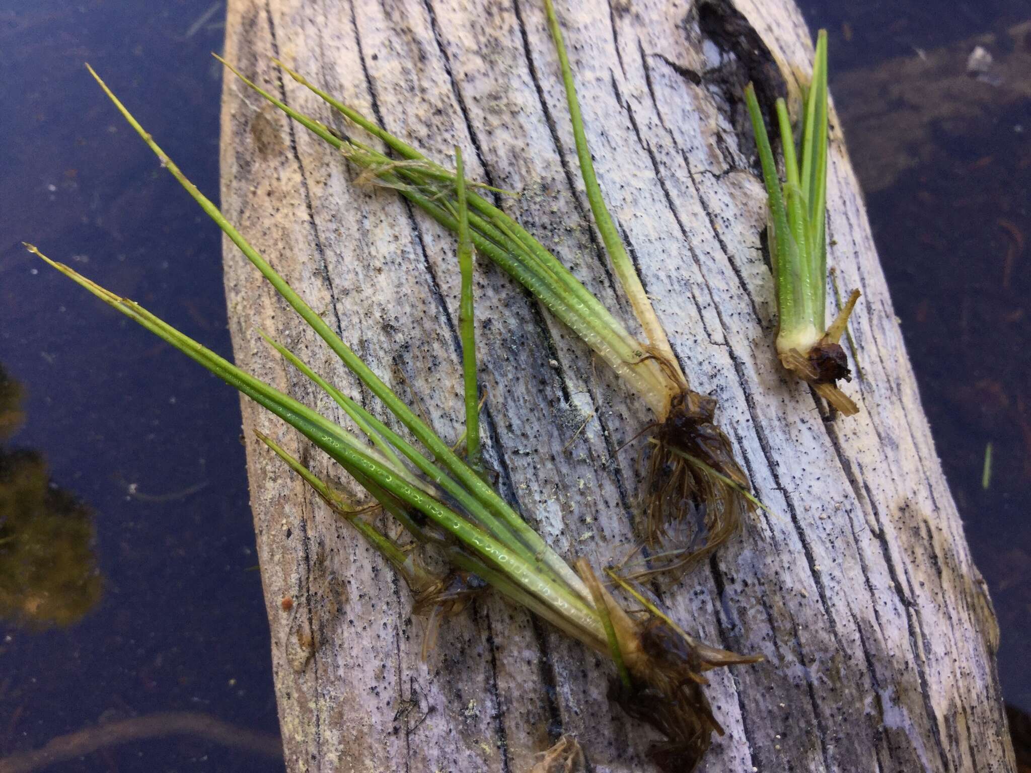 Image of Bolander's quillwort