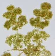 Image of Many-branched Stonewort