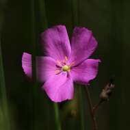 Image of Drosera hamiltonii C. R. P. Andrews