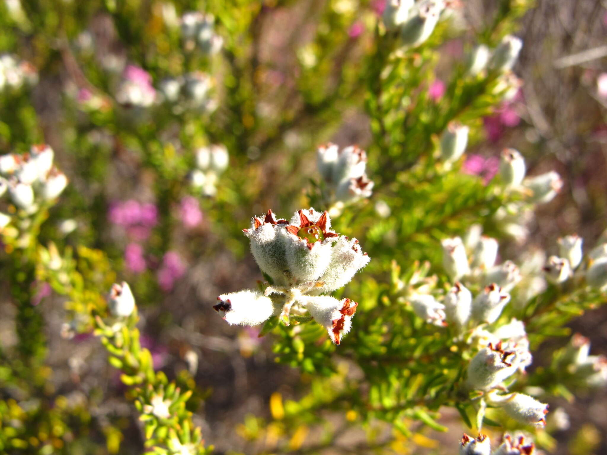 Image of Phylica lanata Pillans