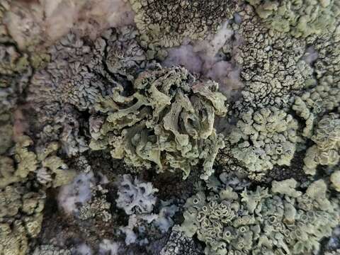 Image of Ramalina capitata (Ach.) Nyl.