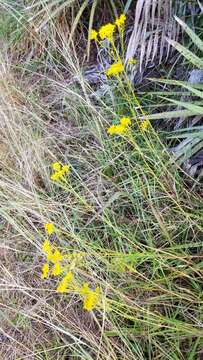 Image of narrowleaf yellowtops