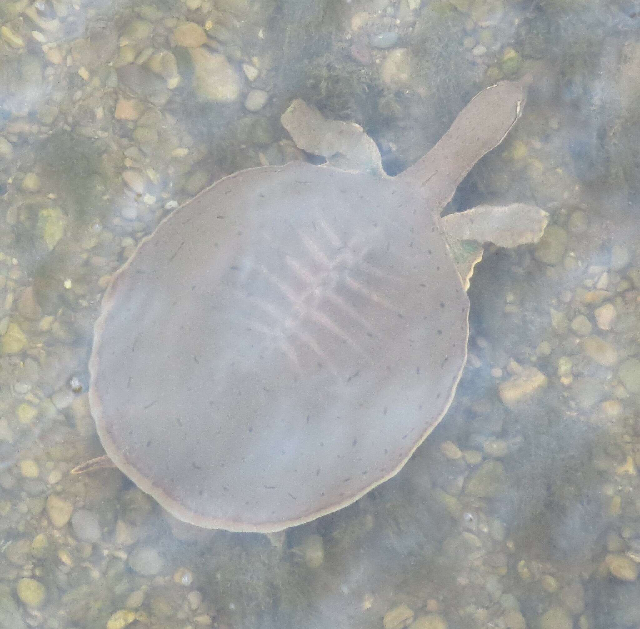 Image of Smooth Softshell Turtle