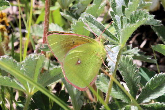 Image of Mead's Sulphur