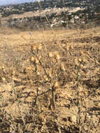 Image of Maltese star-thistle