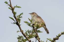 Image of Trilling Cisticola