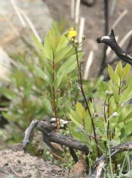 Image of Gander's ragwort