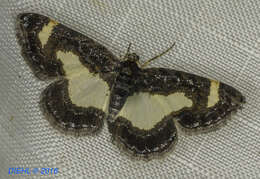 Image of Common Spring Moth