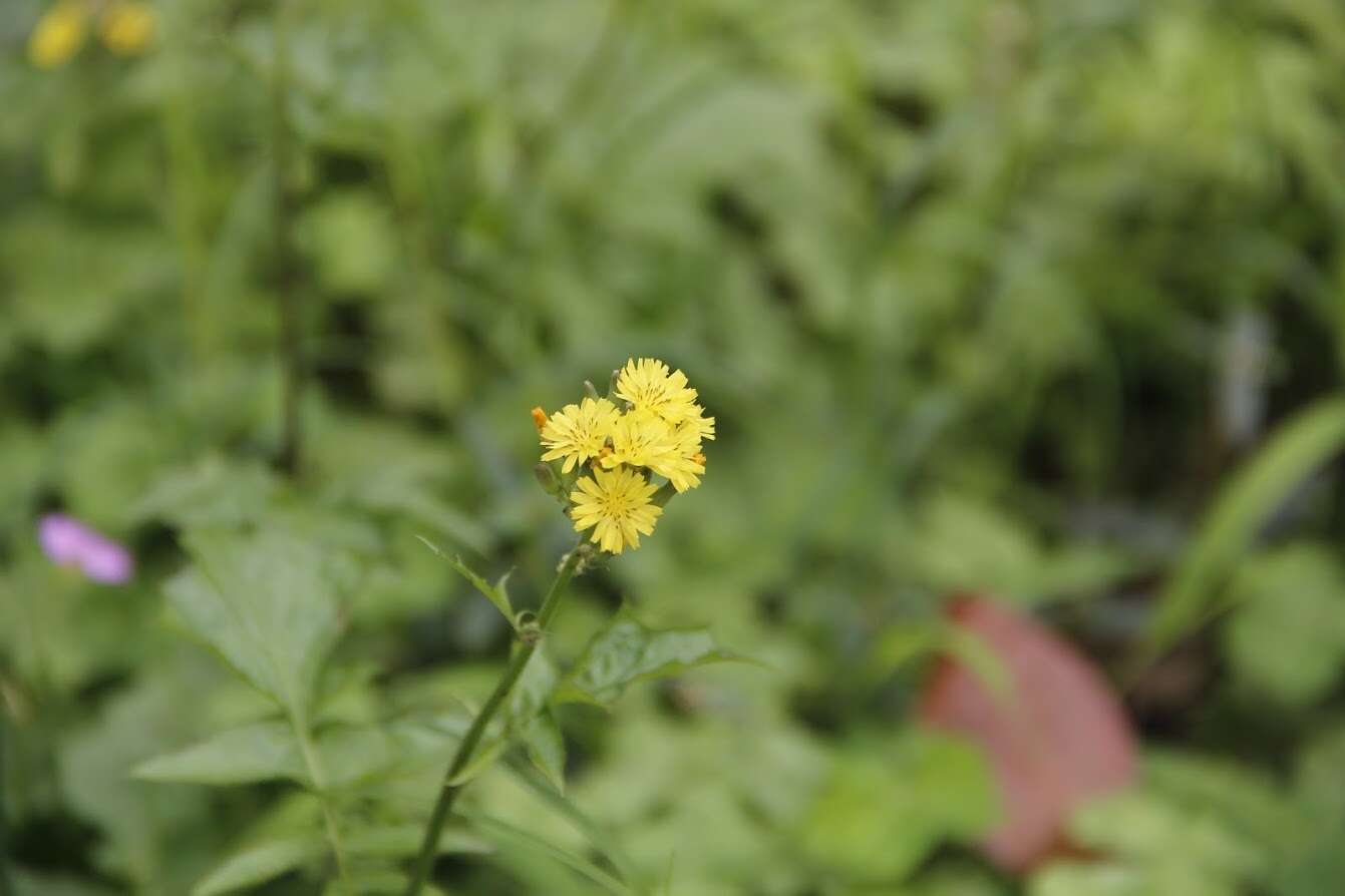 Image of Youngia japonica subsp. elstonii (Hochreutiner) Babc. & Stebbins