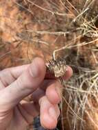 Image of Eragrostis eriopoda Benth.