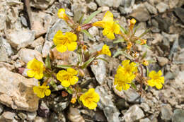 Image of red monkeyflower