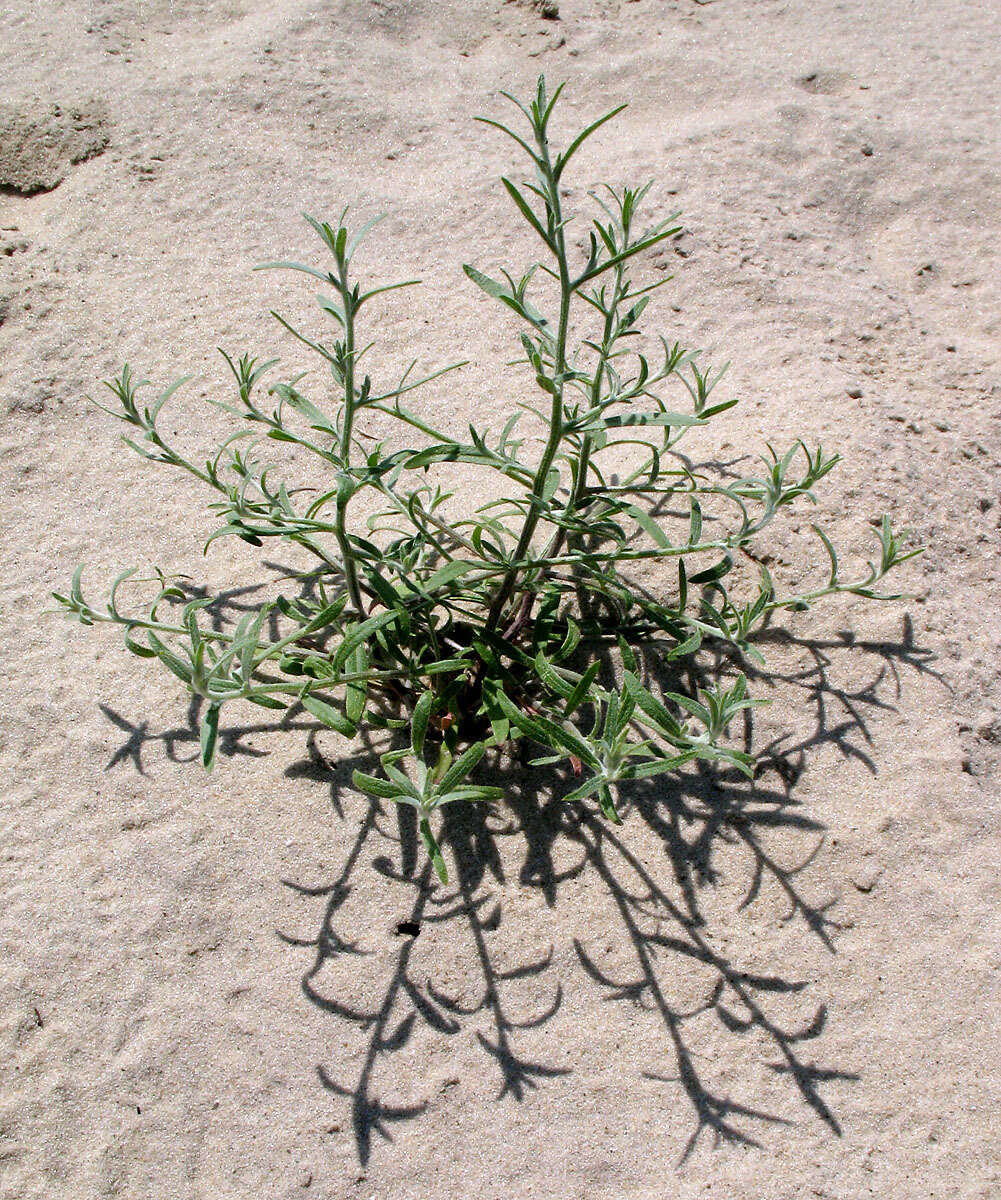 Image of Hyssop-Leaf Bugseed