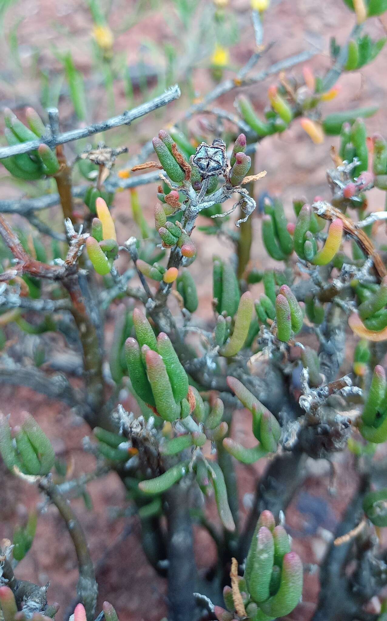 Image of Delosperma pageanum (L. Bol.) Schwant.