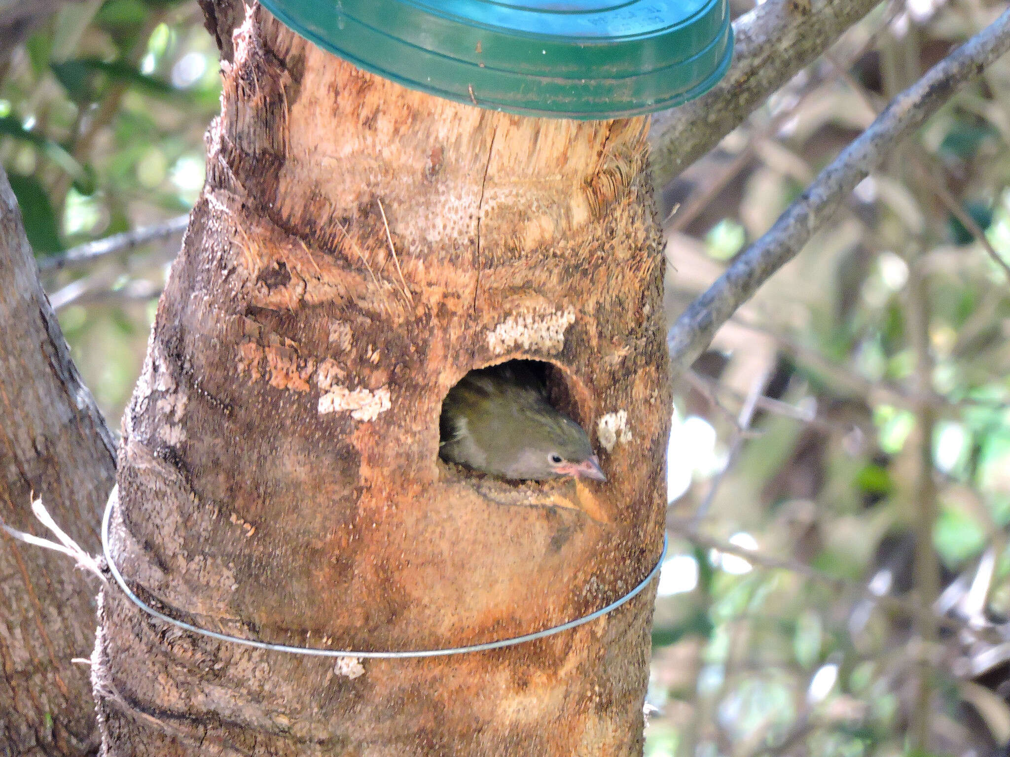 Image of Lesser Honeyguide