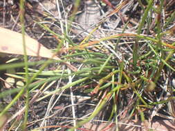 Image of Xyris juncea R. Br.