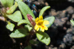 Image of Miniature Monkey-Flower