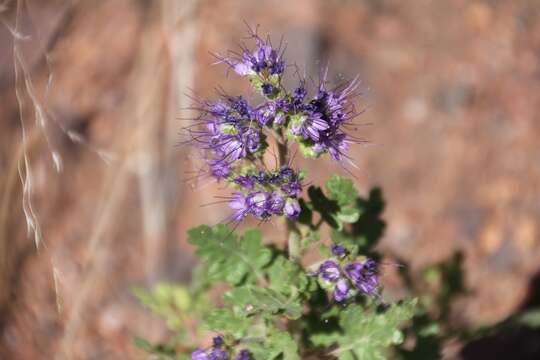 Sivun Phacelia bakeri (Brand) J. F. Macbr. kuva