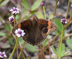 Sivun Junonia stemosa kuva