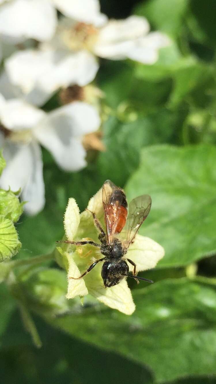 Image of Andrena florea Fabricius 1793