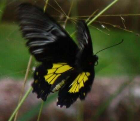 Image of Troides rhadamantus (Lucas 1835)