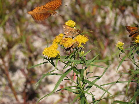 Image of Common Branded Skipper