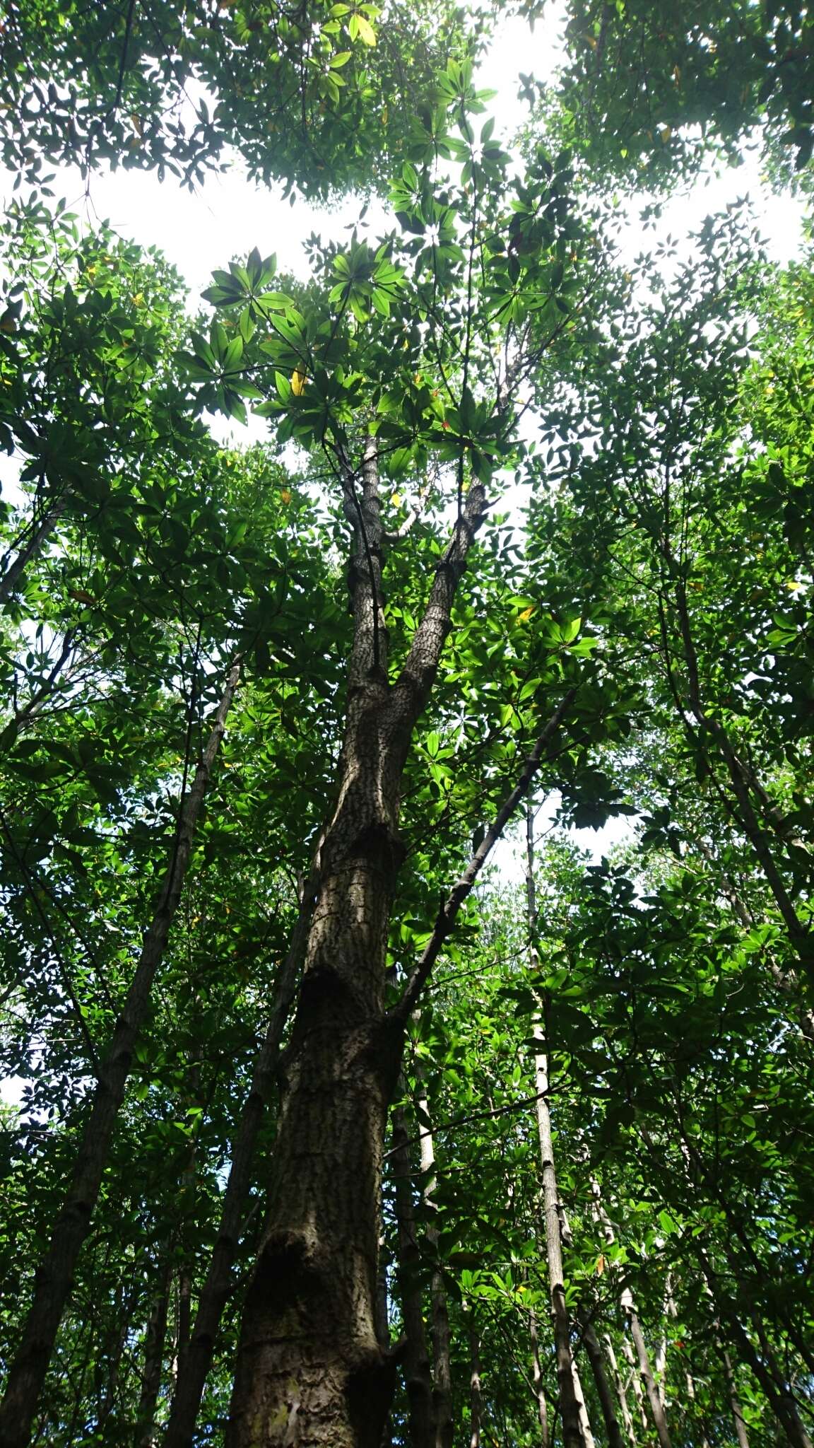 Image of mangrove