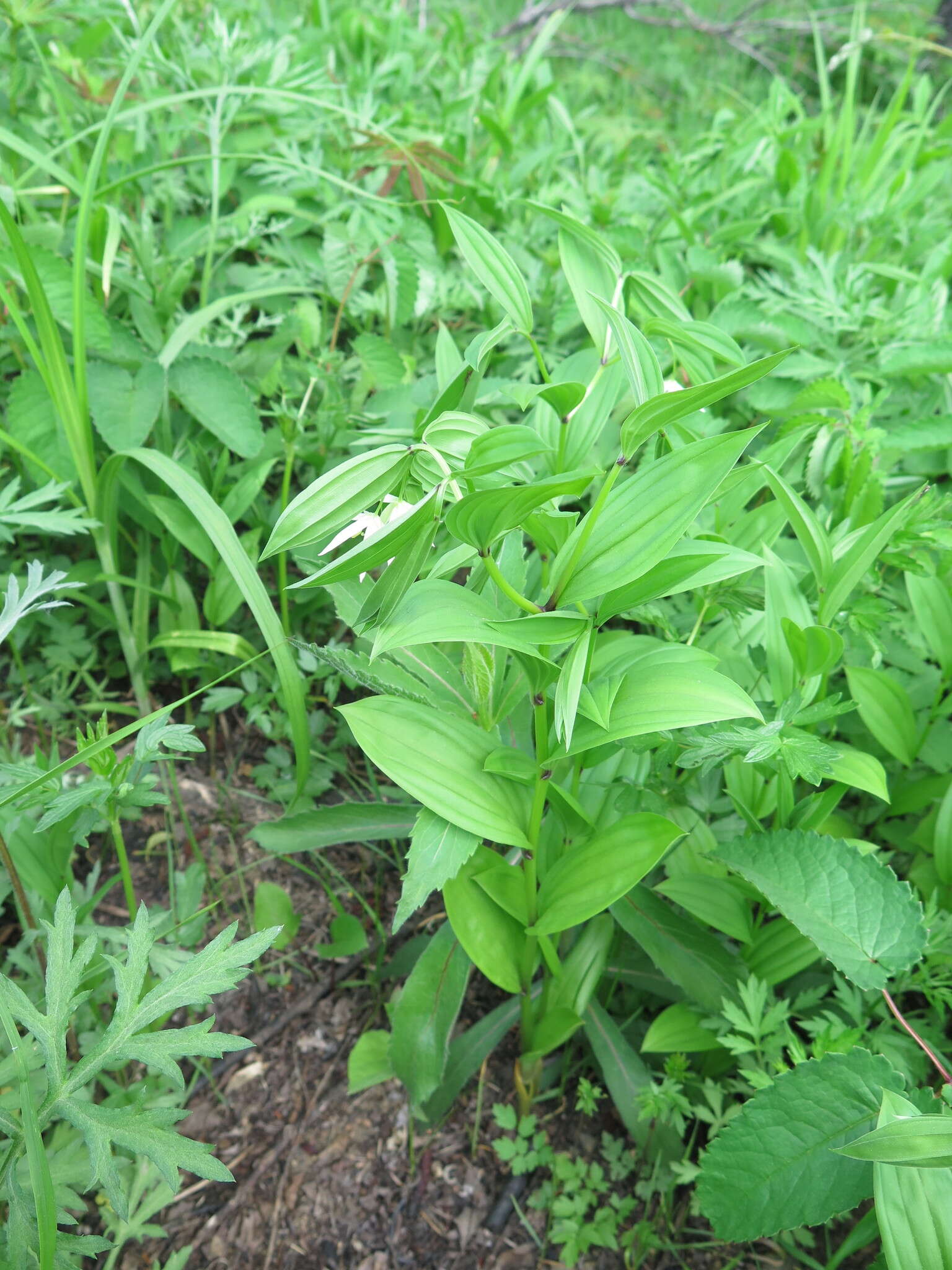 Image of Disporum viridescens (Maxim.) Nakai