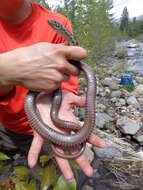 Image of Sierra Gartersnake